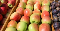 В Беларуси хотят выйти на производство 1 млн т плодовой продукции в год