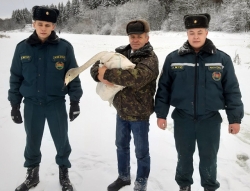 Рядом с водоёмом в Адаменском урочище (Лиозненский район) был спасён лебедь-кликун