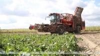 В Беларуси накопано более 347 тыс. т сахарной свеклы