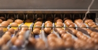 В Беларуси в январе-июле произвели сельхозпродукции на Br12,2 млрд