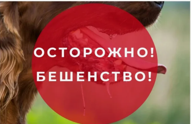 Профилактика бешенства