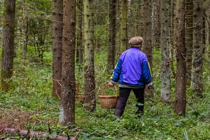 Нашли в ночном лесу